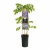 Blauwe regen (Wisteria Sinensis "Prolific") klimplant 70 cm