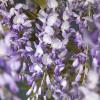 Blauwe regen (Wisteria Sinensis "Prolific") klimplant 70 cm