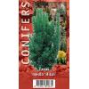 Taxus (Taxus media "Hillii") conifeer