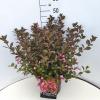 Weigela Florida struik Foliis Purpureis