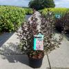 Weigela Florida struik Foliis Purpureis