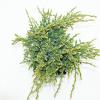 Jeneverbes (Juniperus squamata "Holger") conifeer