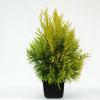 Reuzenlevensboom (Thuja plicata "4ever Goldy") conifeer