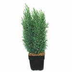 Schijncipres (Chamaecyparis lawsoniana "Ellwoodii") conifeer