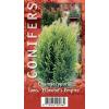 Schijncipres (Chamaecyparis lawsoniana "Ellwoodii Empire") conifeer