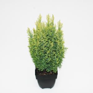 Schijncipres (Chamaecyparis lawsoniana "Ellwoodii Gold") conifeer