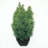 Schijncipres (Chamaecyparis lawsoniana "Snow White") conifeer