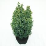 Schijncipres (Chamaecyparis lawsoniana "Snow White") conifeer