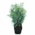 Schijncipres (Chamaecyparis lawsoniana "Van Pelt's Blue") conifeer