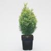 Schijncipres (Chamaecyparis lawsoniana "White Spot") conifeer