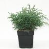 Schijncipres (Chamaecyparis pisifera "Baby Blue") conifeer