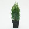 Chinese jeneverbes (Juniperus Chinensis "Stricta") conifeer