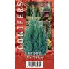 Chinese jeneverbes (Juniperus Chinensis "Stricta") conifeer