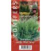 Jeneverbes (Juniperus media "Mint Julep") conifeer