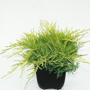 Jeneverbes (Juniperus media "Old Gold") conifeer