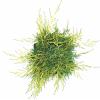 Jeneverbes (Juniperus media "Old Gold") conifeer