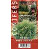 Jeneverbes (Juniperus media "Old Gold") conifeer