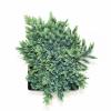 Jeneverbes (Juniperus squamata "Blue Star") conifeer