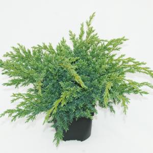 Jeneverbes (Juniperus squamata "Blue Swede") conifeer