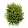 Westerse levensboom (Thuja occidentalis "Danica") conifeer