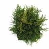 Westerse levensboom (Thuja occidentalis "Smaragd") conifeer