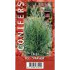 Westerse levensboom (Thuja occidentalis "Smaragd") conifeer