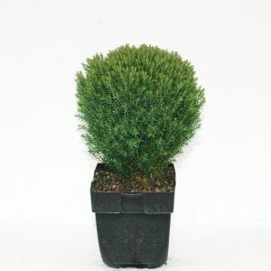 Westerse levensboom (Thuja occidentalis "Teddy") conifeer