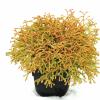 Westerse levensboom (Thuja occidentalis "Golden Tuffet") conifeer