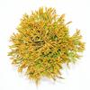 Westerse levensboom (Thuja occidentalis "Golden Tuffet") conifeer