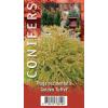 Westerse levensboom (Thuja occidentalis "Golden Tuffet") conifeer