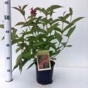 Weigela struik Bristol Ruby