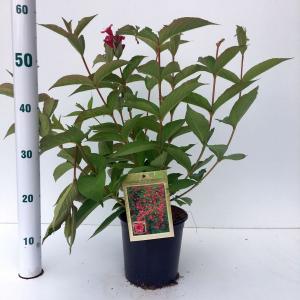 Weigela struik Bristol Ruby