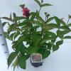 Weigela struik Bristol Ruby