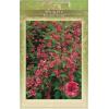 Weigela struik Bristol Ruby