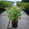 Weigela struik Bristol Ruby