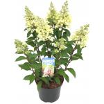 Hydrangea Paniculata "Pinky Winky"® pluimhortensia