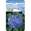 Hydrangea Macrophylla "Blue Arrow" boerenhortensia