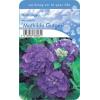 Hydrangea Macrophylla "Mathilde Gutges" boerenhortensia