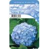 Hydrangea Macrophylla "Nikko Blue" boerenhortensia