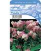 Hydrangea Paniculata "Vanille Fraise"® pluimhortensia