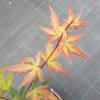 Japanse esdoorn (Acer palmatum "Red Wine") heester