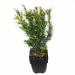 Taxus (Taxus media "Hicksii") conifeer