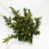 Taxus (Taxus media "Hicksii") conifeer