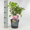 Hydrangea Arborescens "Pink Annabelle"® sneeuwbalhortensia