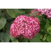 Hydrangea Arborescens "Pink Annabelle"® sneeuwbalhortensia