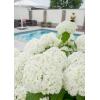 Hydrangea Arborescens "Strong Annabelle"® sneeuwbalhortensia