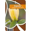 Magnolia struik Brooklynensis Yellow Bird