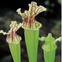 Witte trompetbekerplant (Sarracenia leucophylla) moerasplant (6-stuks)