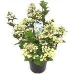 Hydrangea Paniculata "Wim's Red"® pluimhortensia