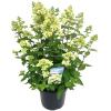 Hydrangea Paniculata "Bombshell"® pluimhortensia